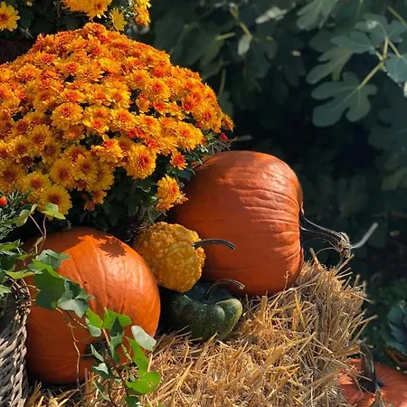 The Of History - Anno 1830 Hotel