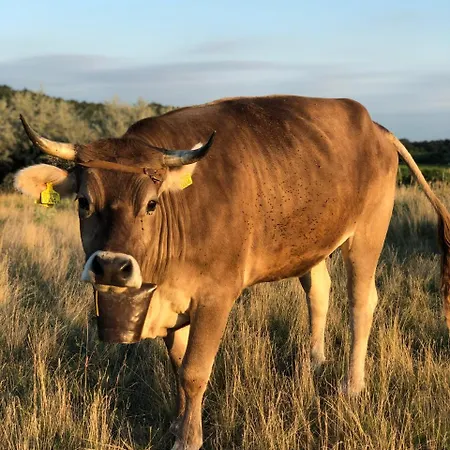 The Of History - Anno 1830 Hotel Tihany