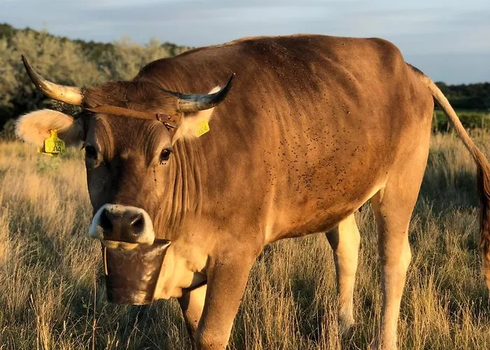 The Of History - Anno 1830 Отель Тихань