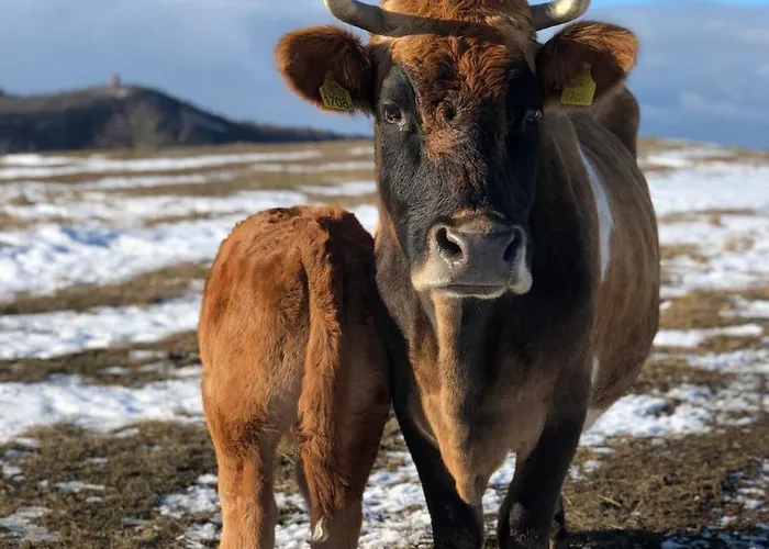 The Of History - Anno 1830 Hotel 4*